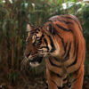Sumatran tiger