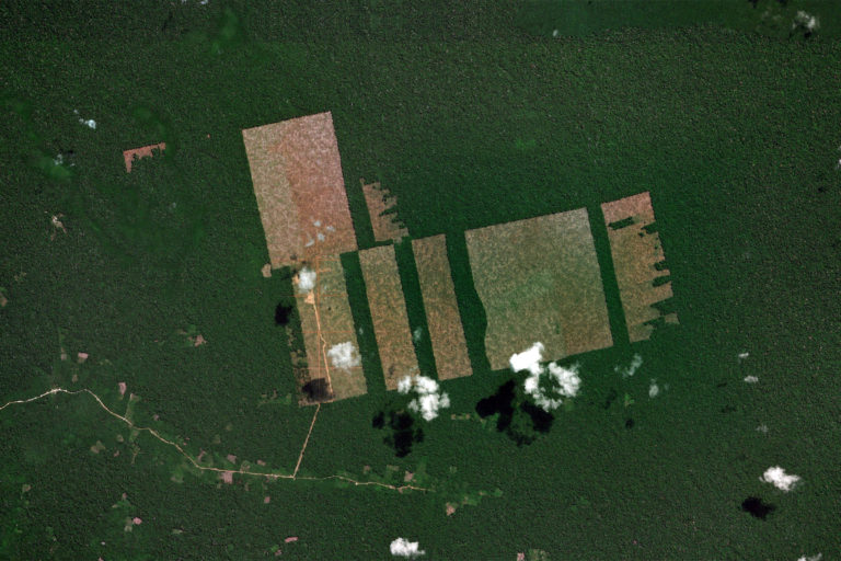 Zoom.earth satellite image showing an area of forest cleared for a cacao plantation outside of Tamshiyacu, Peru.