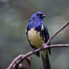 A turquoise tanager