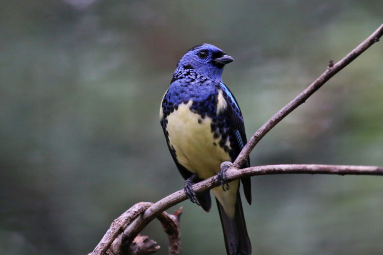 A turquoise tanager