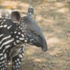Malayan tapir