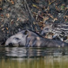 A lowland tapir with its calf.