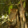 Philippine tarsier