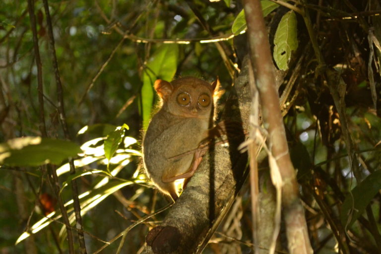 Philippine tarsier