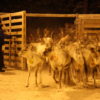 Winter reindeer
