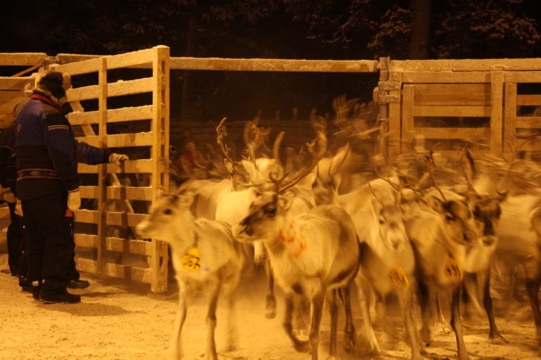 Winter reindeer