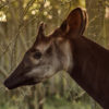 An okapi. Image by Steve Wilson via Wikimedia Commons (CC BY-SA 2.0).