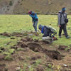 Pits dug by the bears.