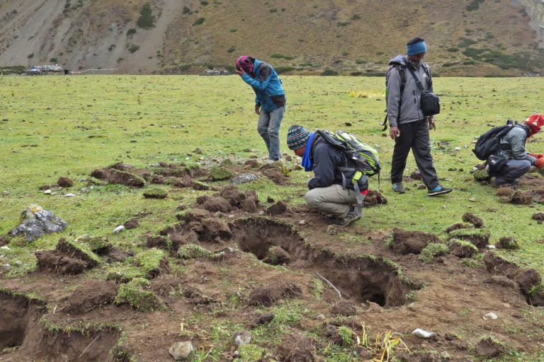 Pits dug by the bears.