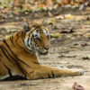 A Bengal tiger sits on a road in neighboring India.