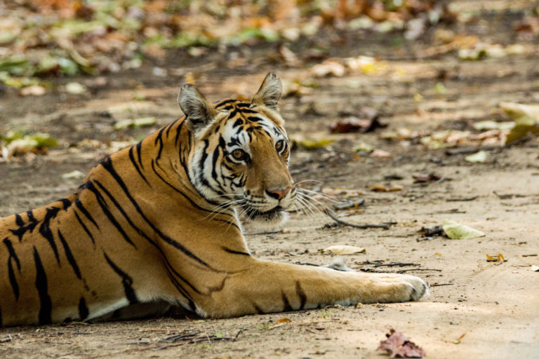 A Bengal tiger sits on a road in neighboring India.