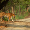 A Bengal tiger crossing a road.