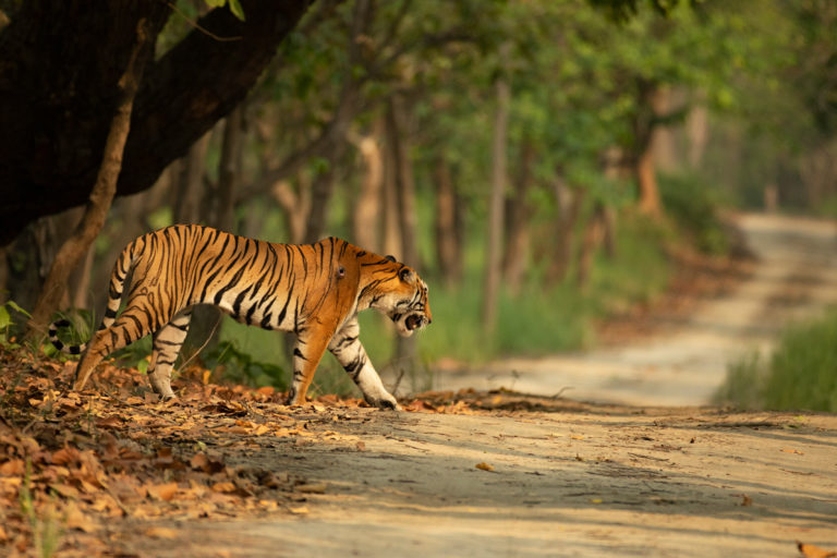 A Bengal tiger crossing a road.