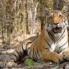 Tiger_pixabay