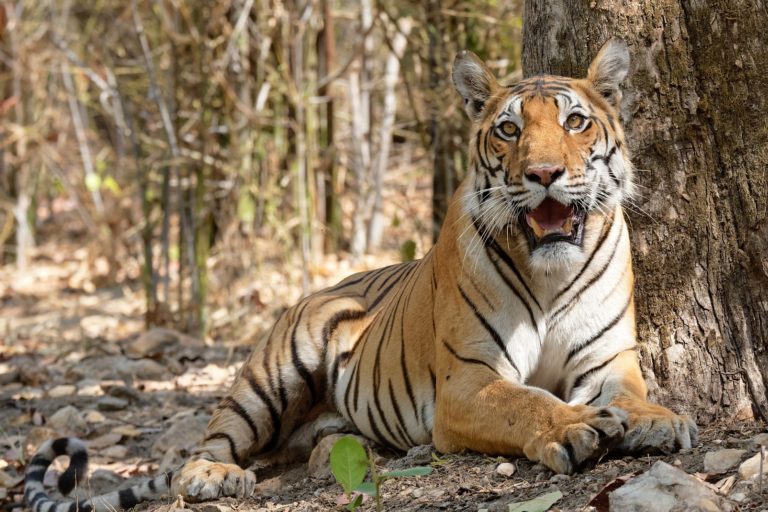 Tiger_pixabay