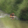 A tiger in water.