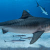 Large tiger sharks overwinter in the Bahamas and migrate thousands of kilometers into open ocean in the summer, but they remain in the Atlantic. Photo credit: © Christopher Vaughan-Jones