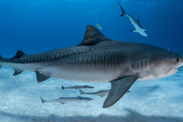 Large tiger sharks overwinter in the Bahamas and migrate thousands of kilometers into open ocean in the summer, but they remain in the Atlantic. Photo credit: © Christopher Vaughan-Jones