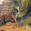 A tiger leaping.