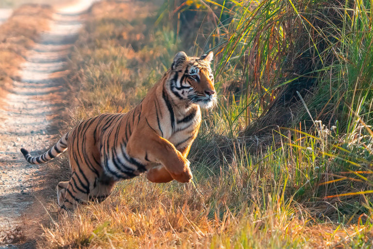 A tiger leaping.