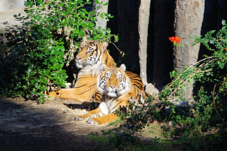 tigers in a zoo