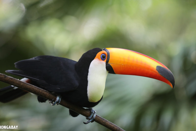 Toco