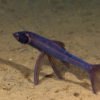 A tripod fish