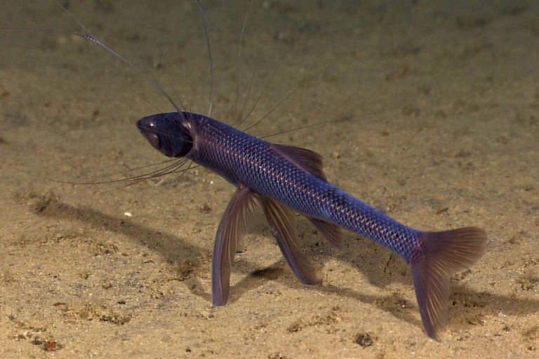 A tripod fish