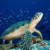 A sea turtle in Philippine coral reefs.