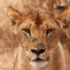 Lioness in Tanzania. Photo credit: Rhett A. Butler