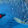 The Victoria crowned pigeon (Goura victoria) is the largest living pigeon species on the planet. Image by Bjørn Christian Tørrissen via Wikimedia Commons (CC BY-SA 3.0).