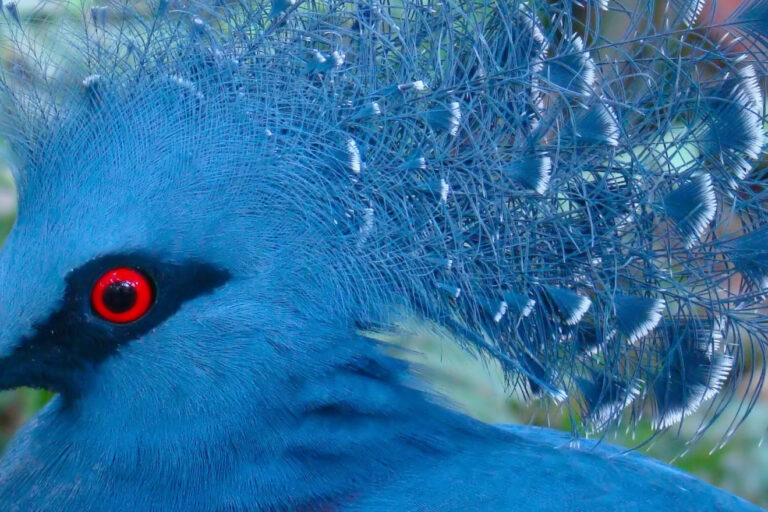 The Victoria crowned pigeon (Goura victoria) is the largest living pigeon species on the planet. Image by Bjørn Christian Tørrissen via Wikimedia Commons (CC BY-SA 3.0).