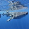 A whale shark in Mexico. Image by MarAlliance2018 via Wikimedia Commons (CC BY-SA 4.0).