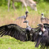 vulture Nepal