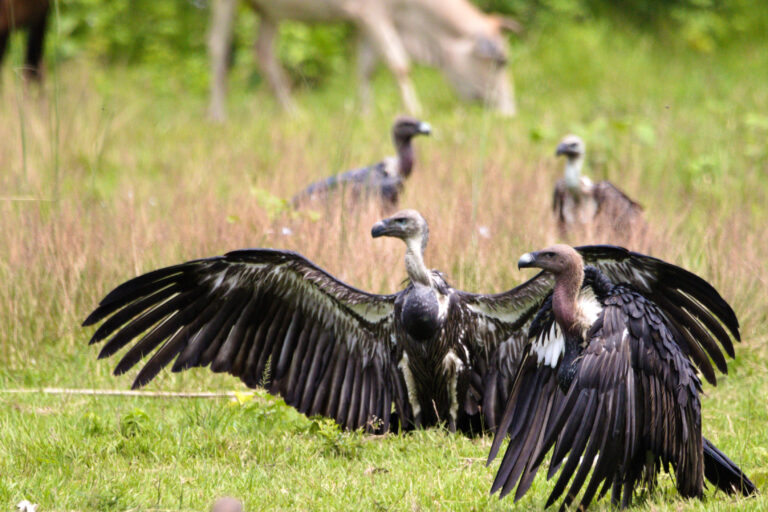 vulture Nepal