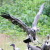 critically endangered white-rumped vulture