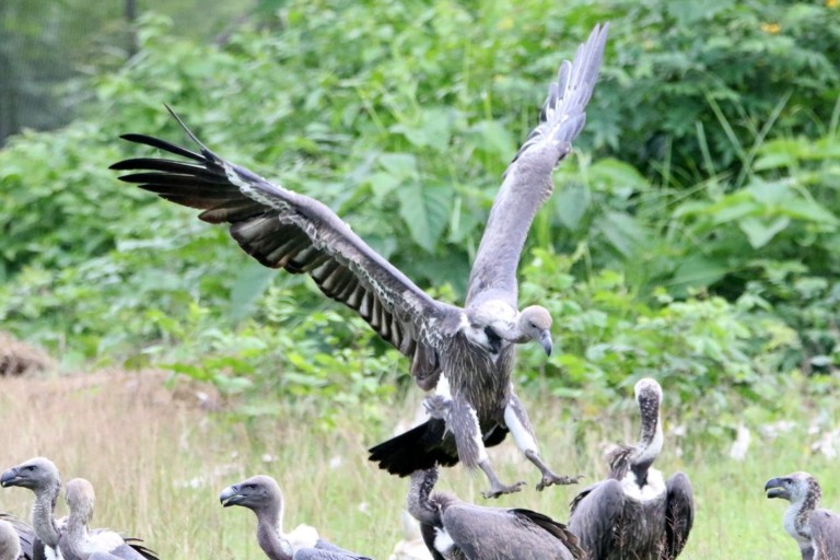 critically endangered white-rumped vulture