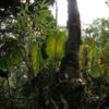 Tropical flora in Wayqecha cloud forests in Andes, Peru.