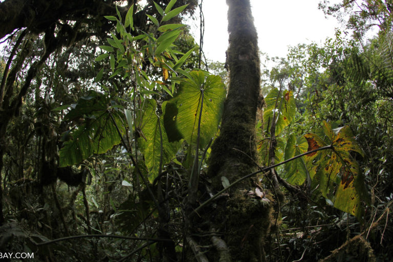 Tropical flora in Wayqecha cloud forests in Andes, Peru.