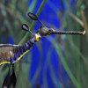 A weedy seadragon.