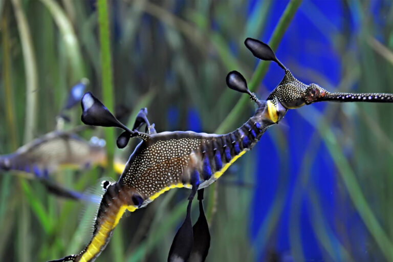 A weedy seadragon.