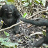 A chimpanzee digs a well as another adult chimpanzee with an infant watches.