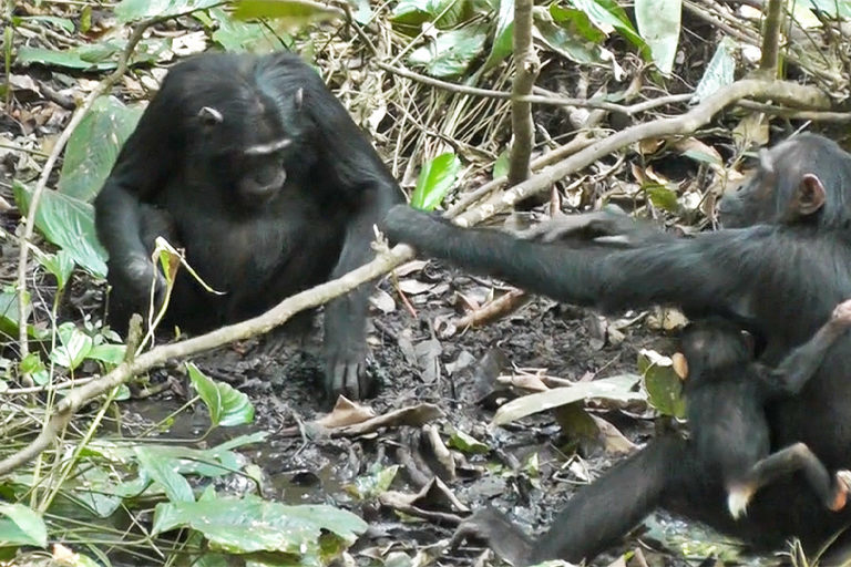 A chimpanzee digs a well as another adult chimpanzee with an infant watches.