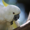 Indonesian New Guinea is home to species like this Sulphur-crested Cockatoo (Cacatua galerita). Photo by Rhett A. Butler.