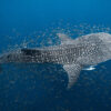 A whale shark.