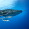 A whale shark swimming with remoras.