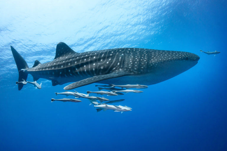 A whale shark swimming with remoras.