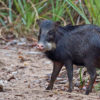 A white-lipped peccary.