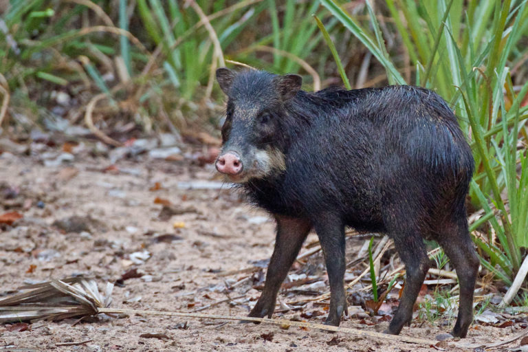 A white-lipped peccary.