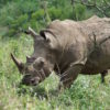 A white rhino browsing grass. Image by Brook Ward via Flickr (CC BY-NC-2.0)